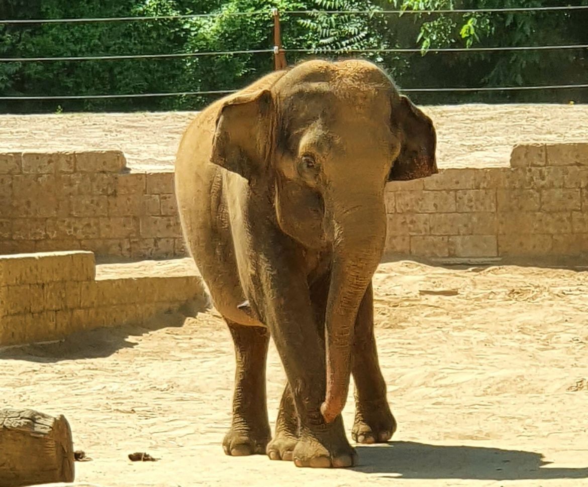 Elefant