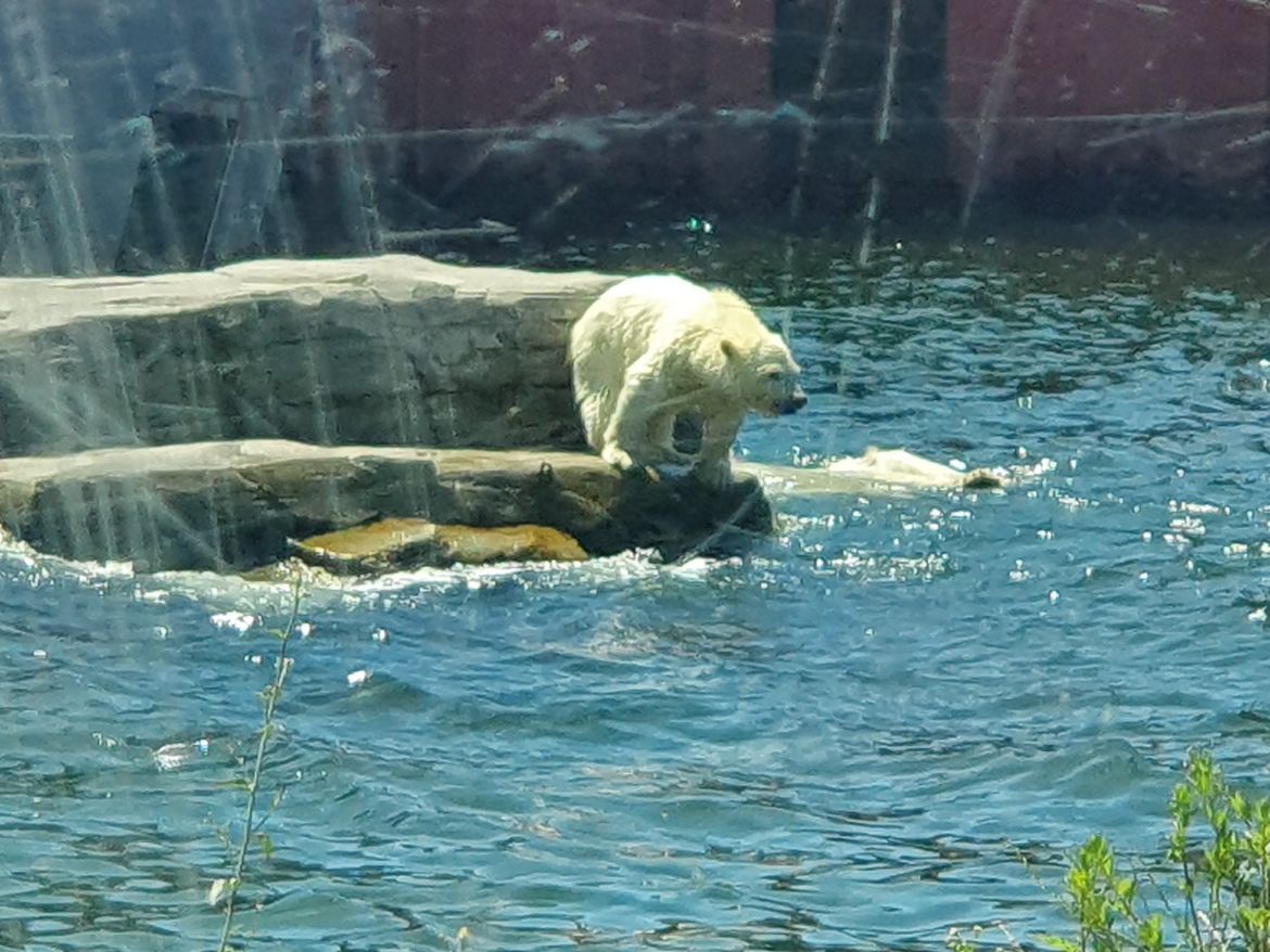 Eisbären